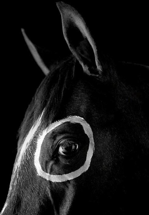 caballo con circulo