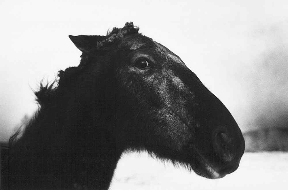 Apaloosa con miedo USA 1993