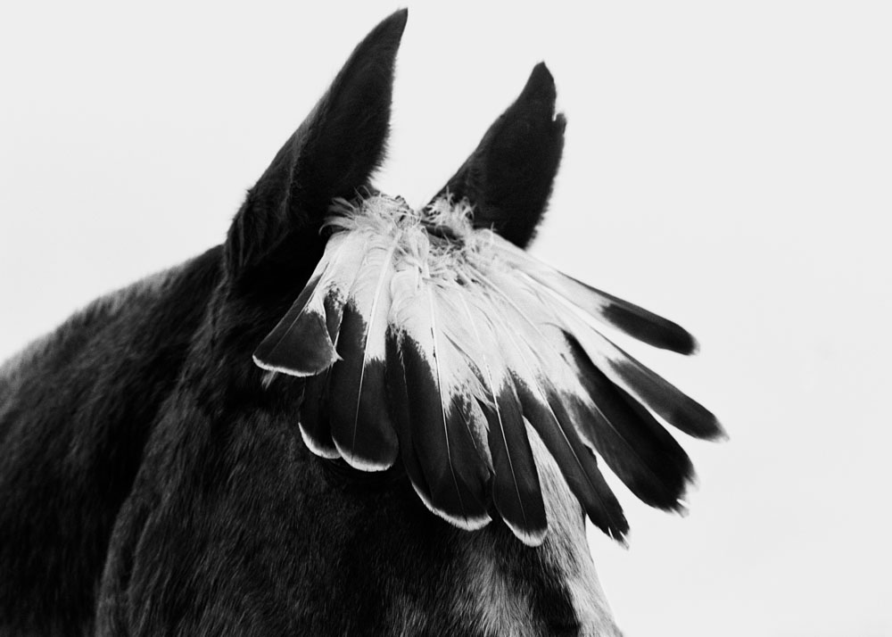 Caballo con plumas USA 1993