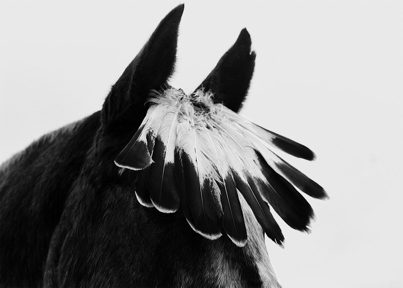 Caballo con plumas USA 1993