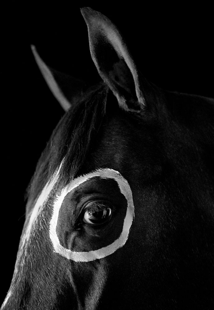 Caballo con circulo USA 1993
