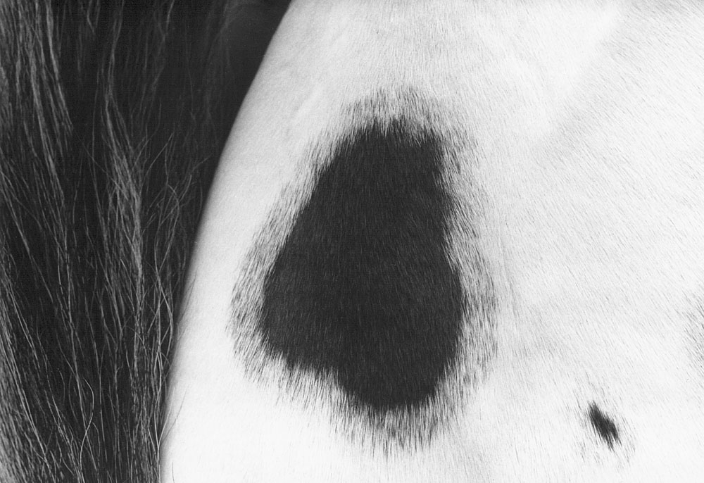 Caballo con corazon USA 1993