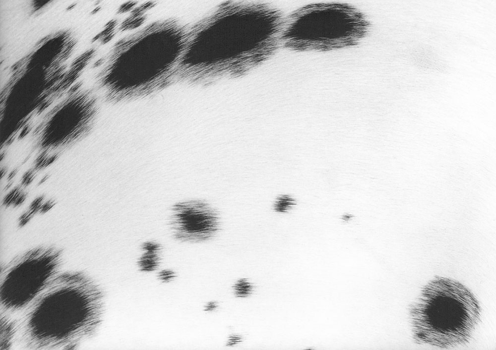 Manchas USA 1993