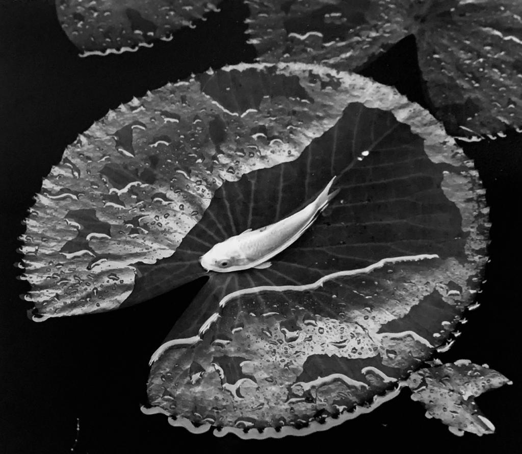 Pez plata, 2020, Mexico