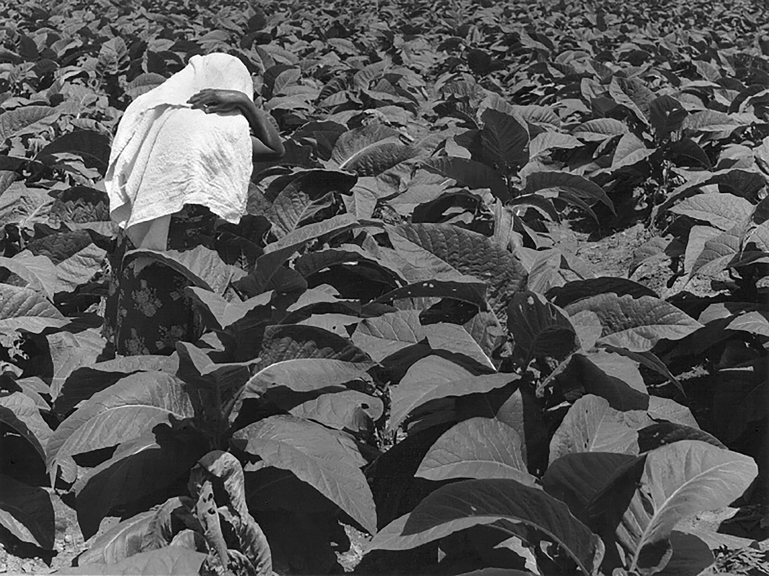 Sol y tabaco Mexico 1982
